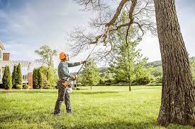 How Our Tree Care Process Works  in Riverdale, UT